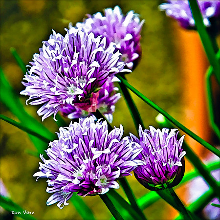 Fresh Chives_100501__132__2-HXSYQ