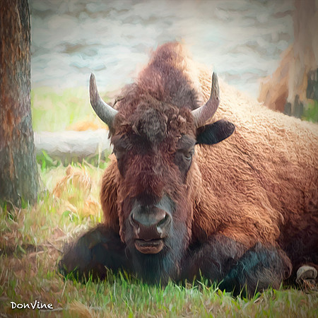 Riverside Bison_(Big Sky - Montana)_040524_161350_128-XSIQ