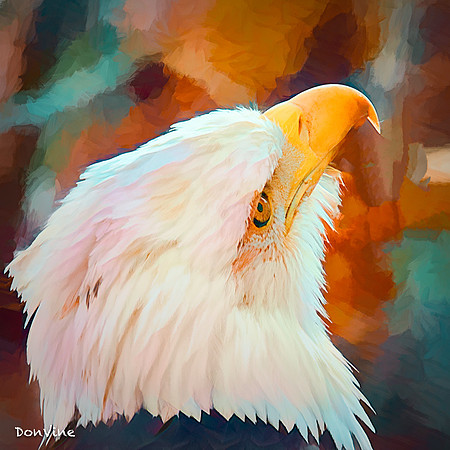 Bald Eagle_(Sedgwick County - Kansas)_050306_120052_3251-XSIQ
